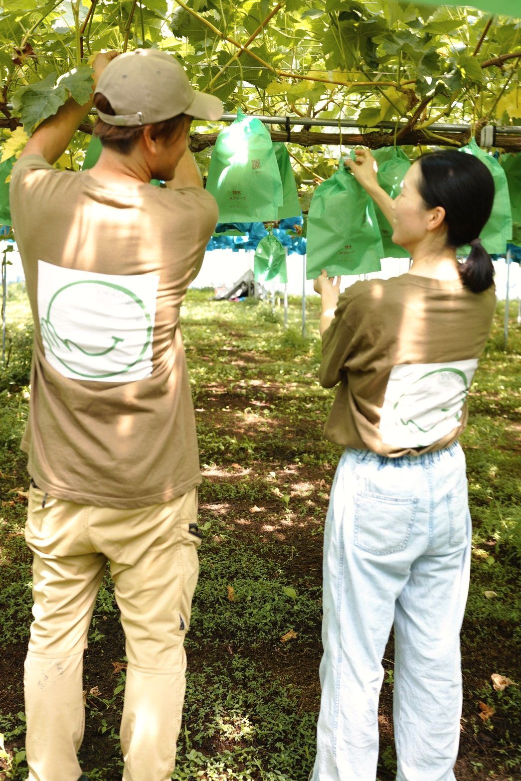 お揃いのロゴTシャツで袋掛けをする農園主ご夫婦